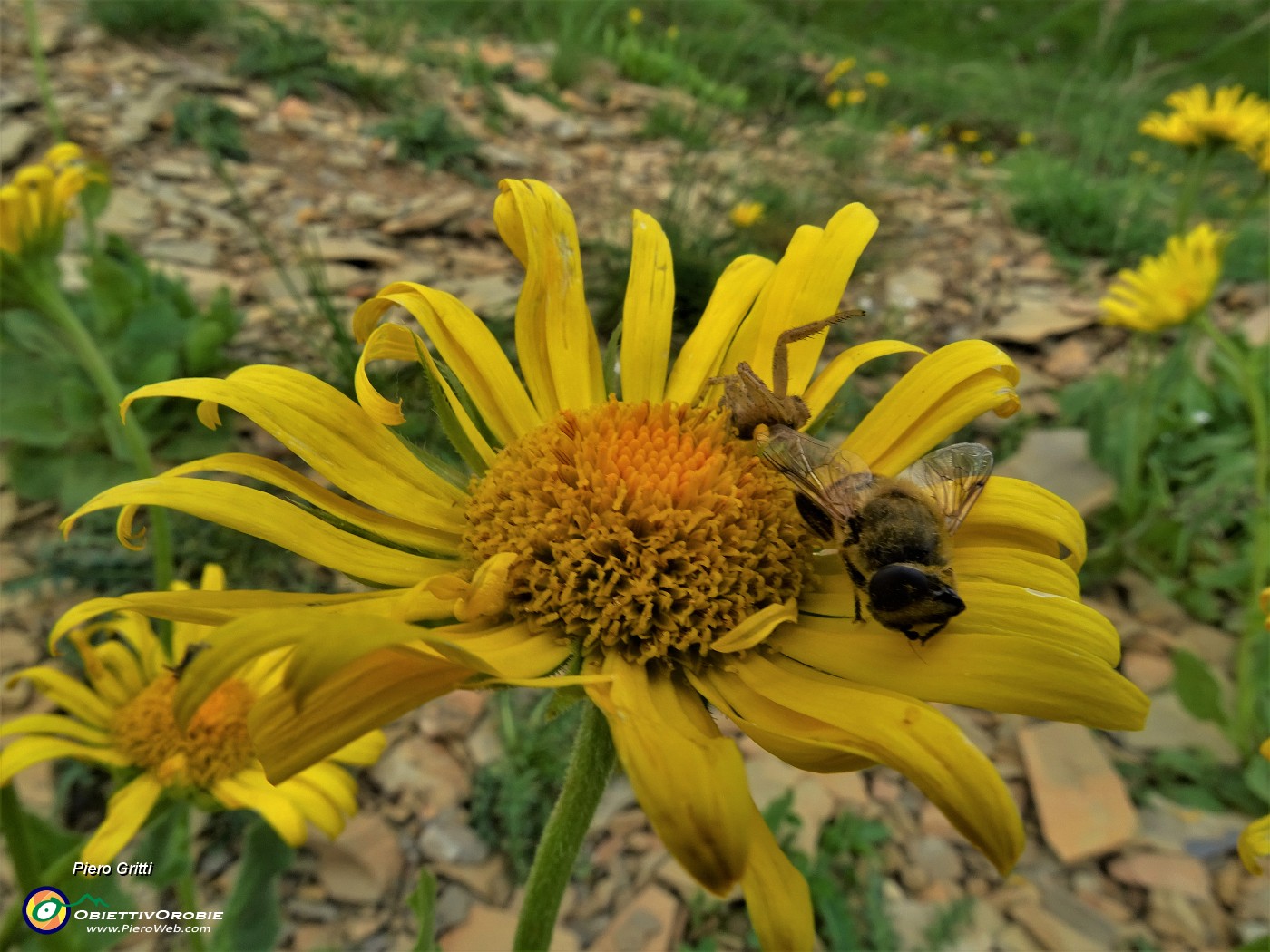 74 Doronicum grtandiflorum (Doronico dei macereti) con ospiti ape e ragno.JPG